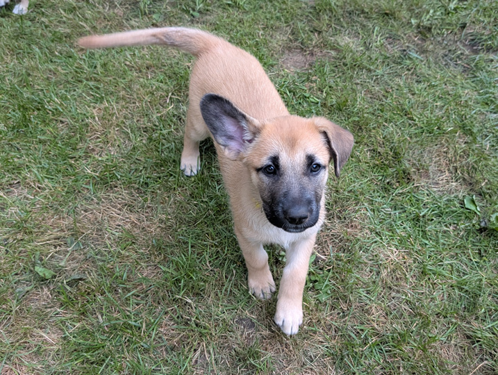 chinook dog